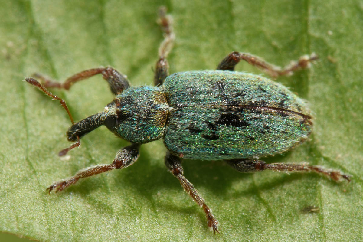 Curculionidae: Hypera nigrirostris?  S !